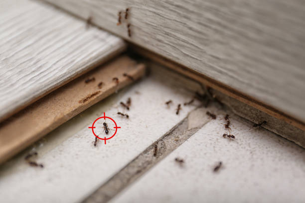 Best Mosquito Control Services  in Rosharon, TX