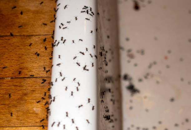 Best Insect Control  in Rosharon, TX